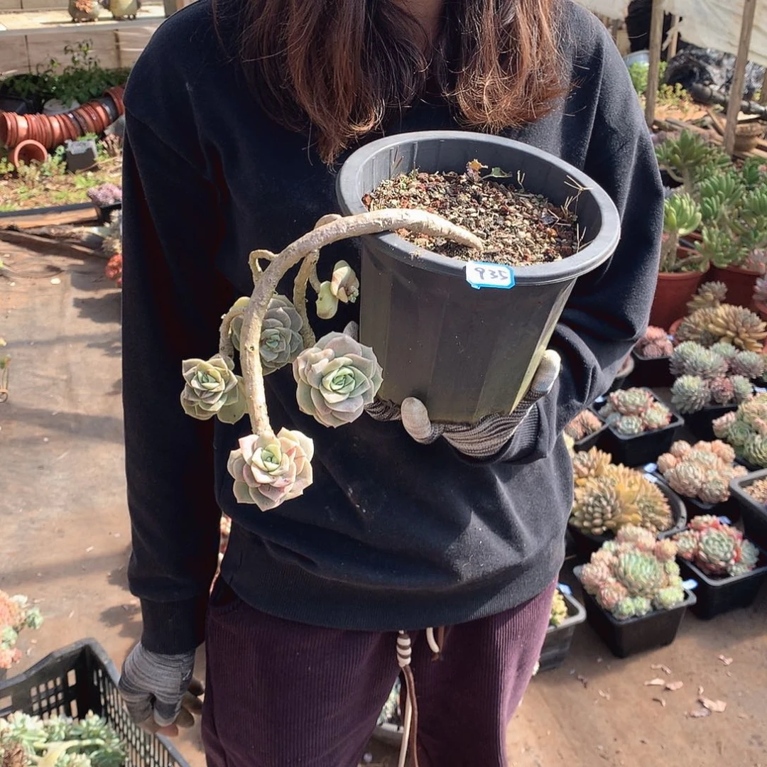 935可爱玫瑰 一物一拍多肉