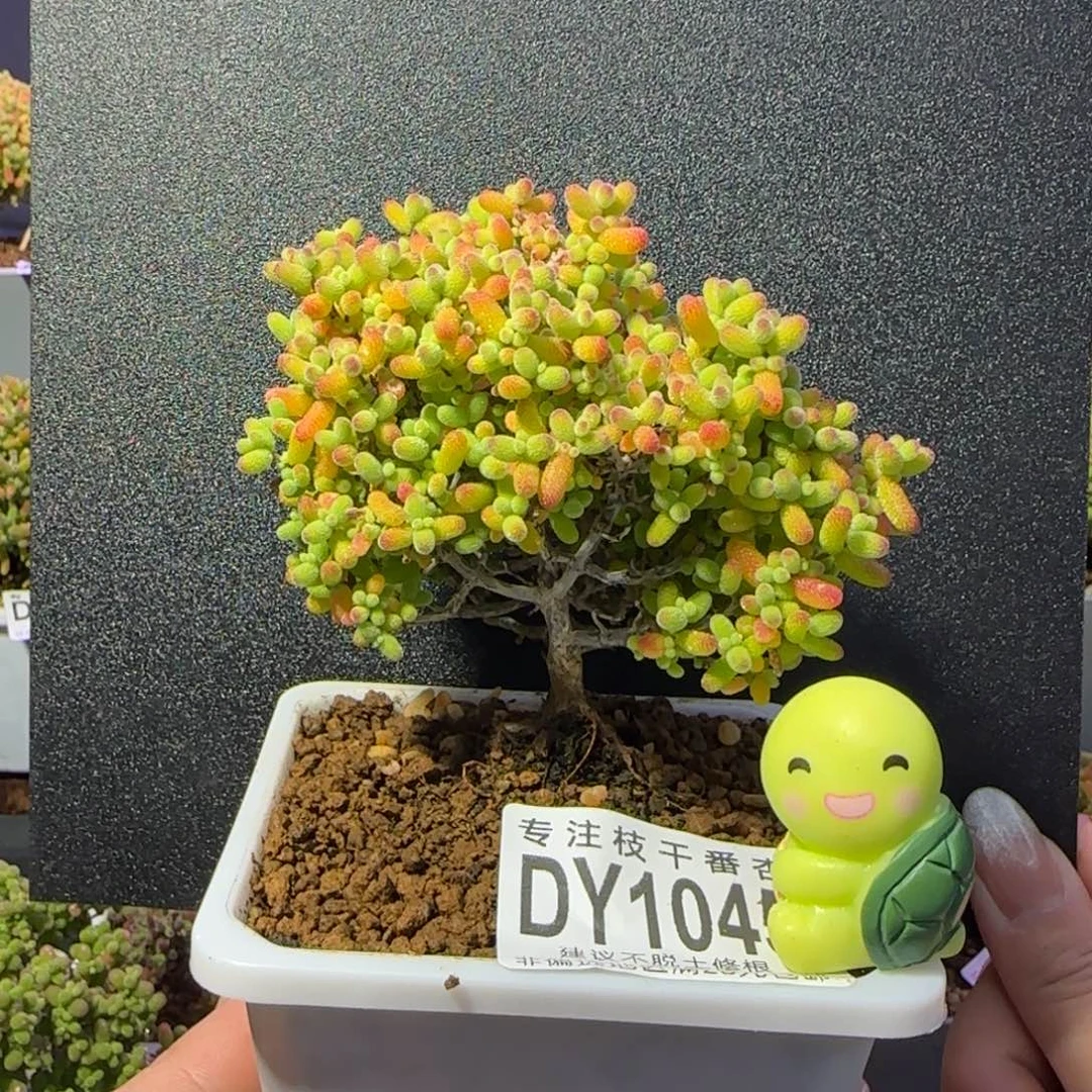 dy1045精控金桔老桩造型冠幅8.5cm