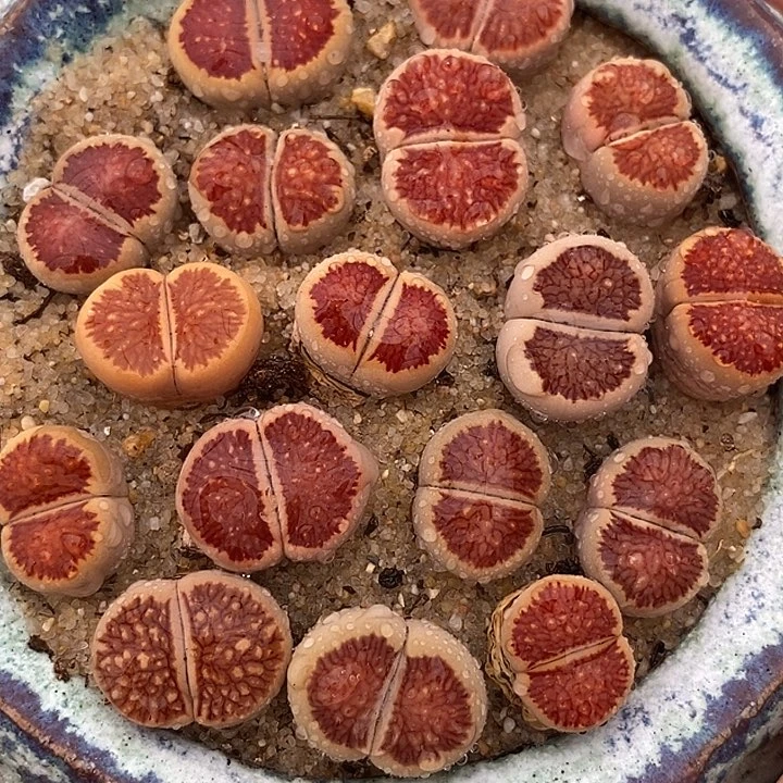 31544稻田红窗菊一颗