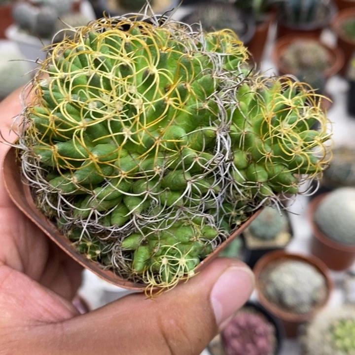 短豪刺情丝特价福利