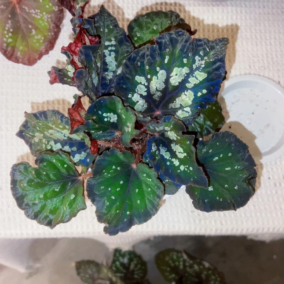 无花朵黑天鹅秋海棠