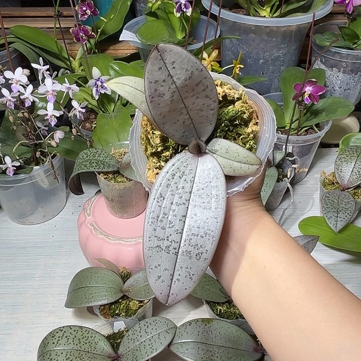 d***m当前无花栽培后可以开花西交象