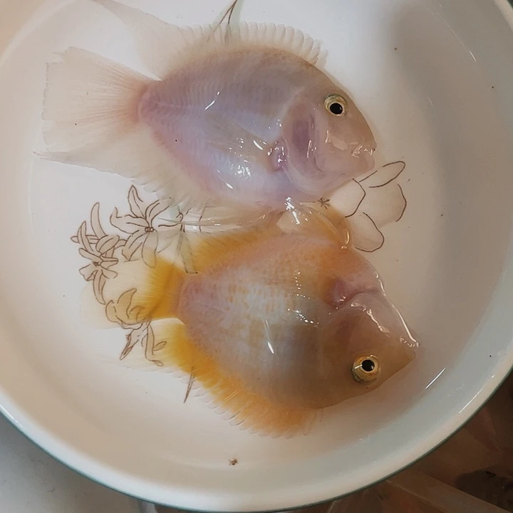 鹦鹉鱼迷你鹦鹉鱼一对（黄，粉）