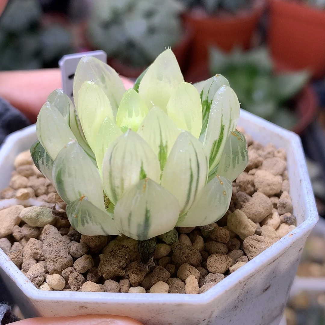 龙鳞玉露锦带盆土发货