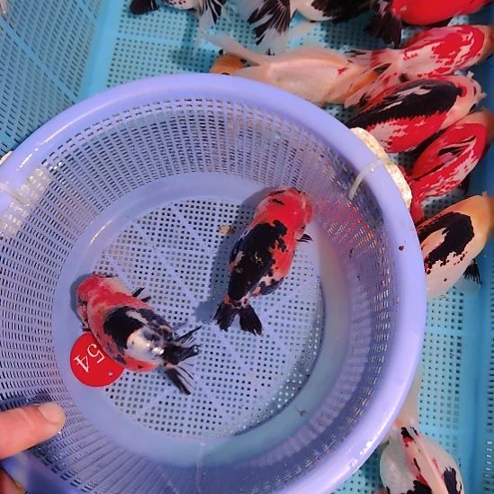 村***长金鱼054兰寿两只特价顺丰包邮