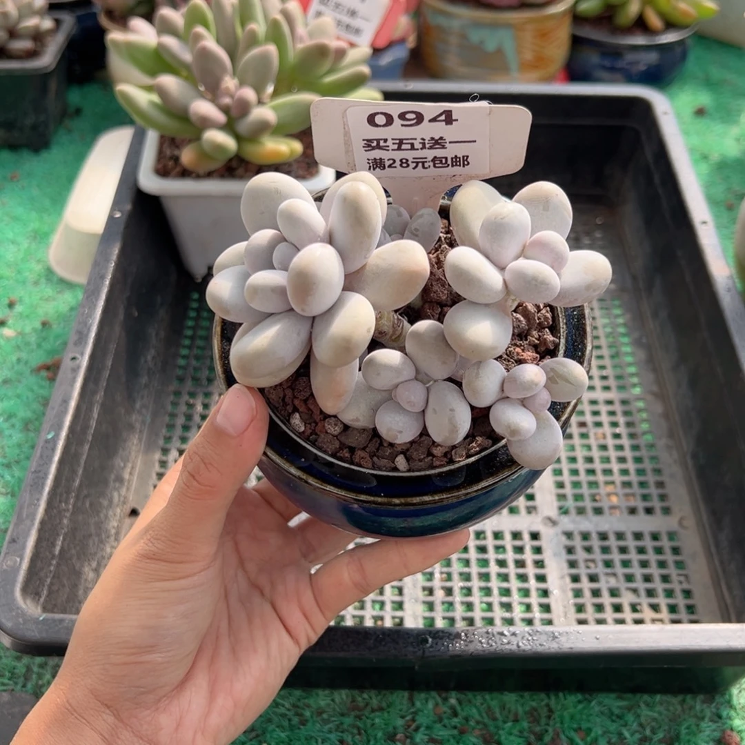 表妹精品多肉植物094.