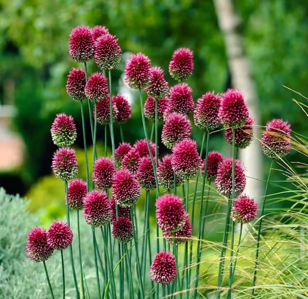 【紫色动感种球】进口种球  一单也是批发价