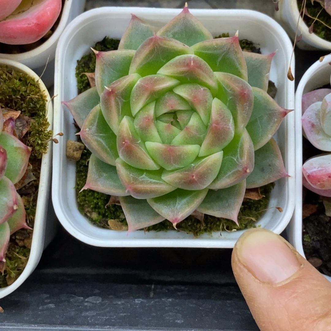 精品多肉一物一拍不包整53