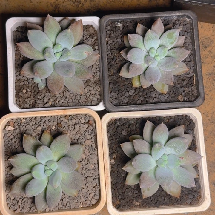 哥特大单胖福利1111111111111