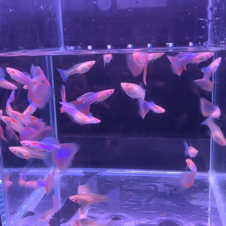 孔雀鱼天使彩虹2对送1对