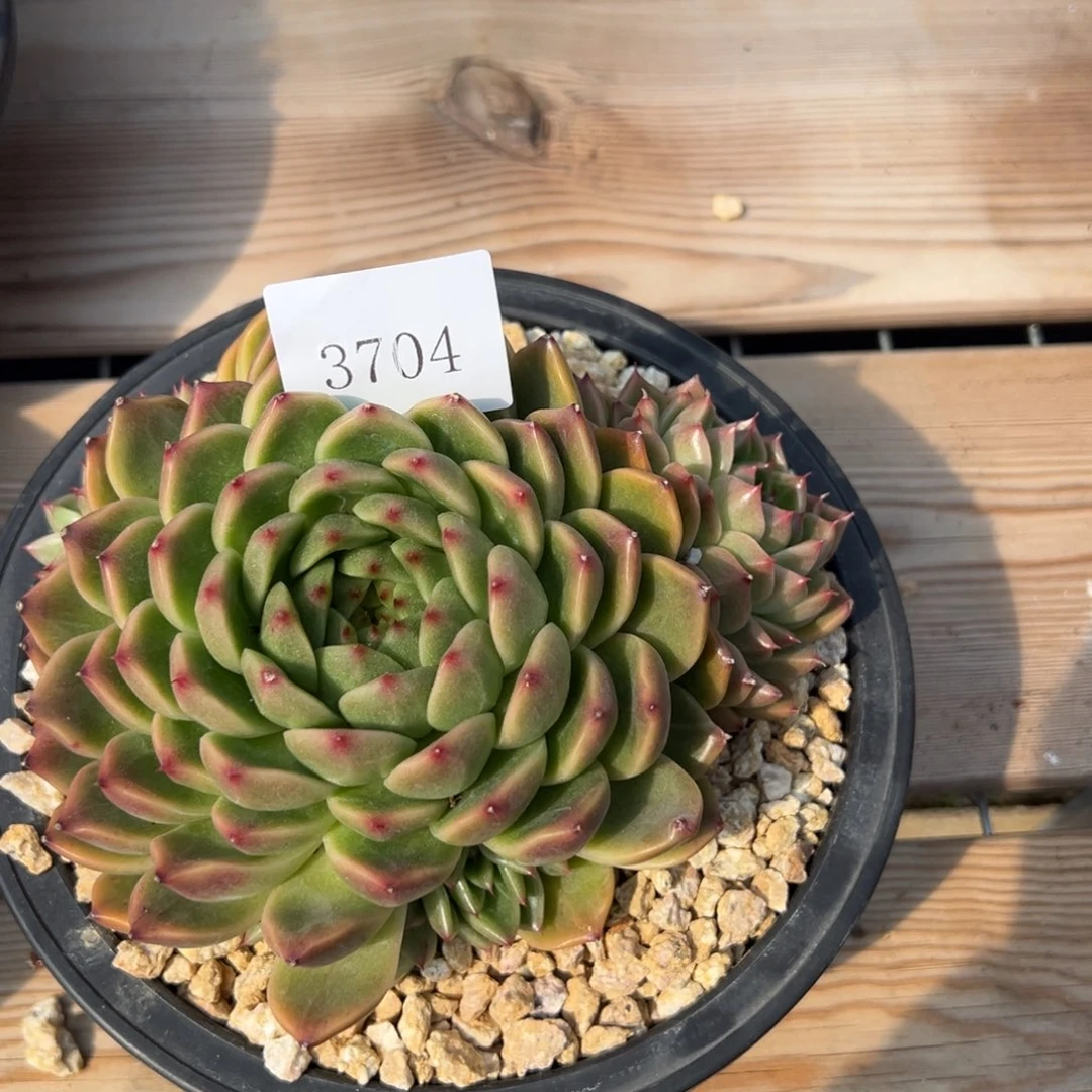 热**烫3704多肉多多多多多