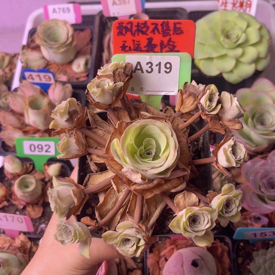 要*哥飘枝玫瑰一物一拍A319