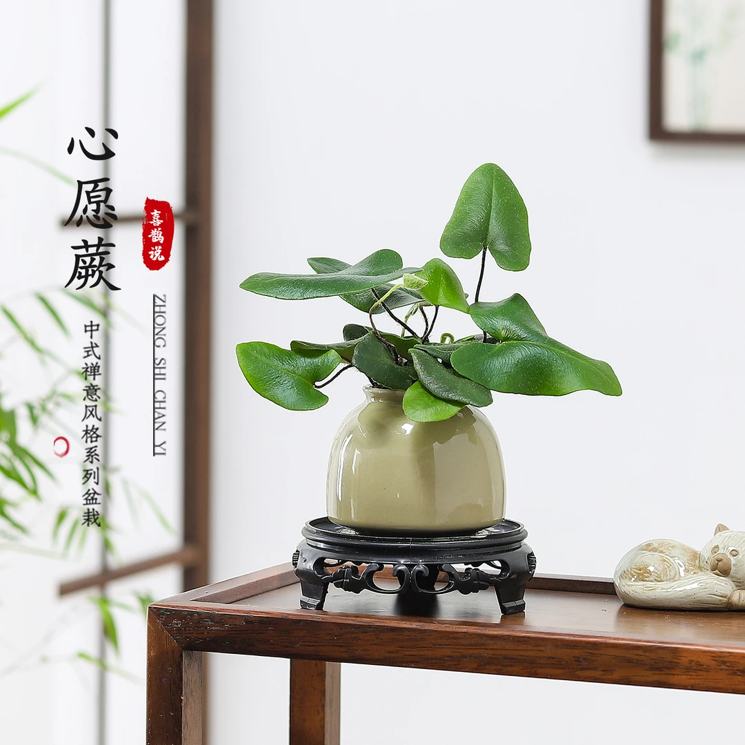 心愿蕨盆栽室内客厅办公室桌面绿植花卉四季好养植物净化空气盆景