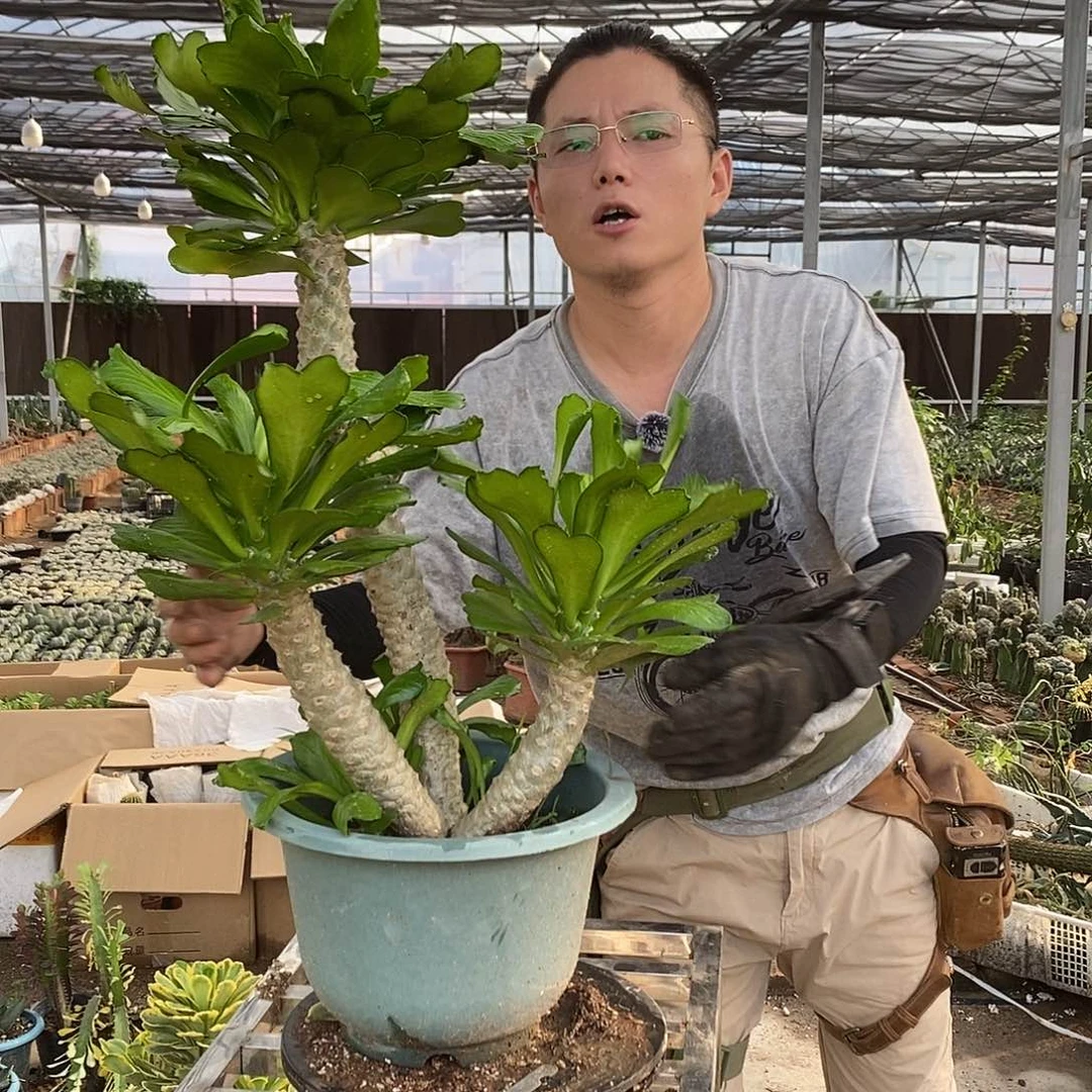 一物一拍扇贝麒麟1号