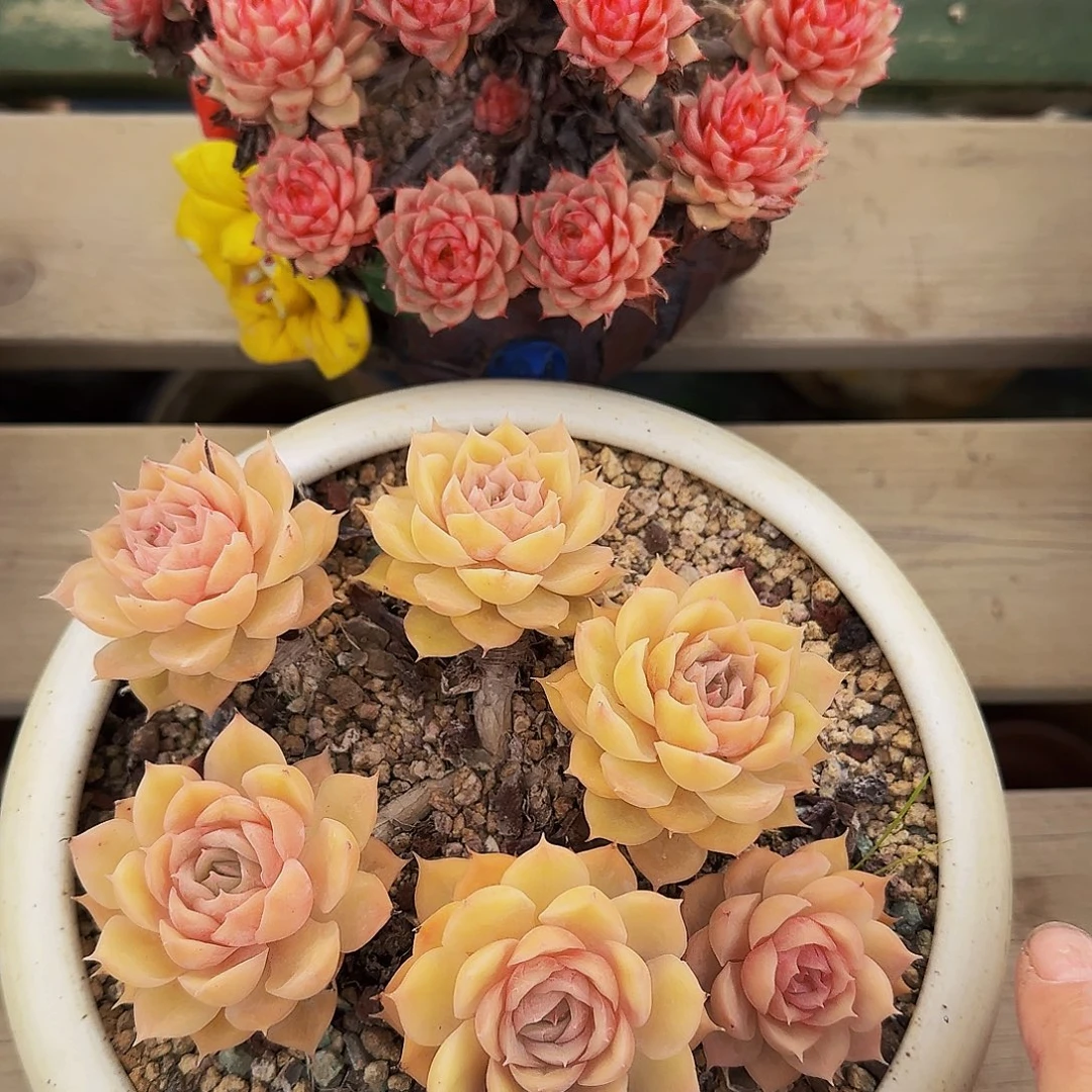 3***3本哦哦哦哦哦哦哦哦哦健健康康这