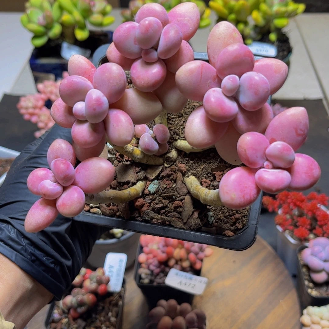 479糖果桃蛋12厘米多肉