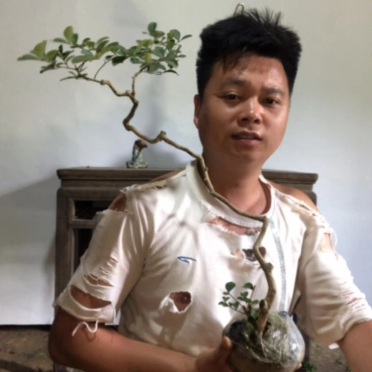 无花朵盆景素材盆栽植物