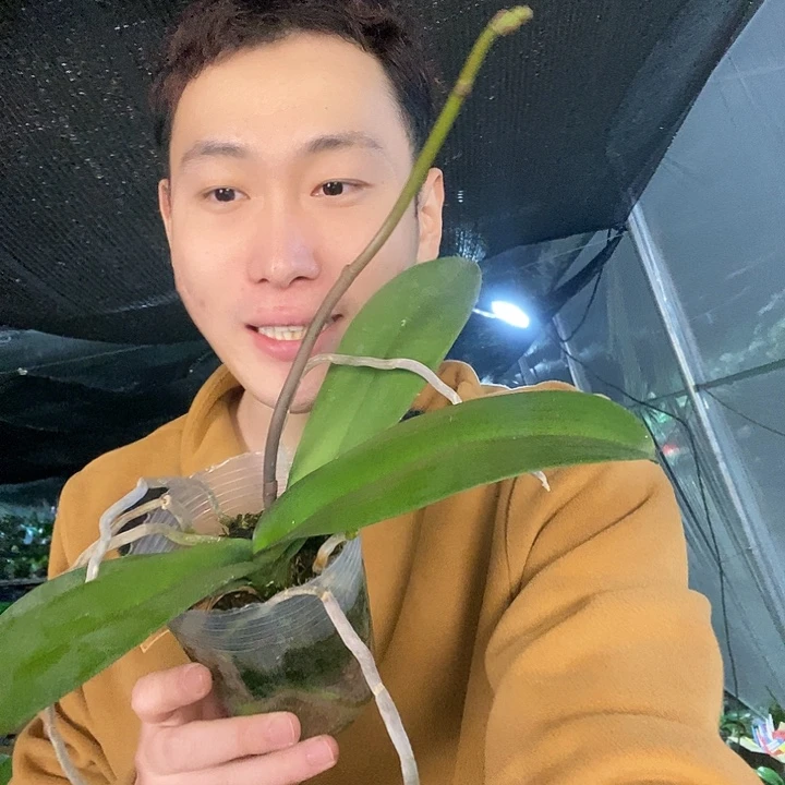 无花朵皇袍带花剑