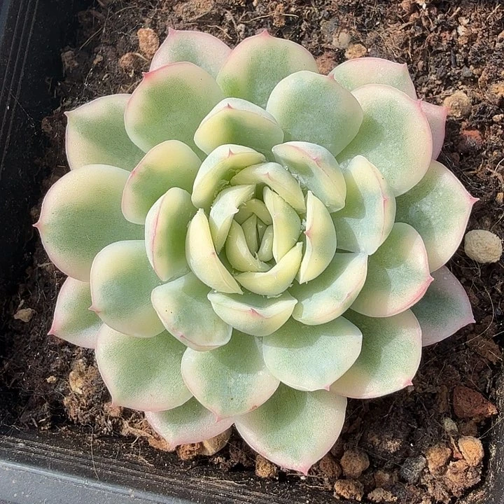 含***颠草莓冰锦腹轮锦一颗