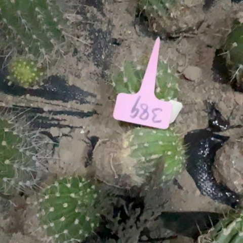 清清170有斑小随机无花389