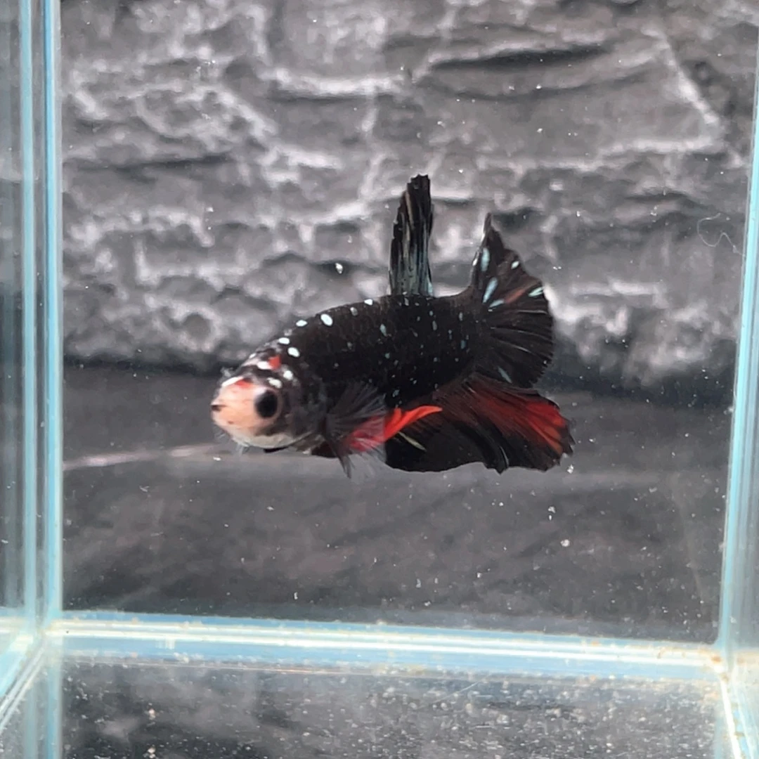 斗鱼黑金将军公鱼