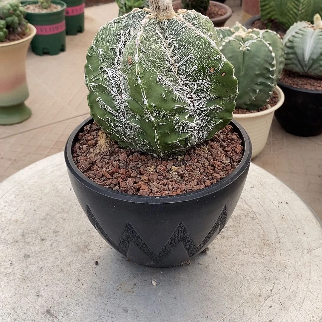 实生美纹鸾凤玉球