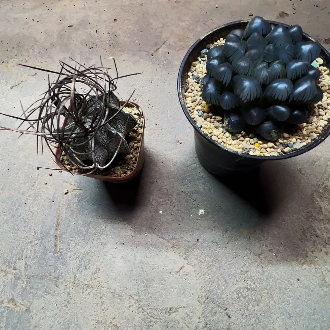 蓝***荷瑞凤加冰灯玉露脱土发货