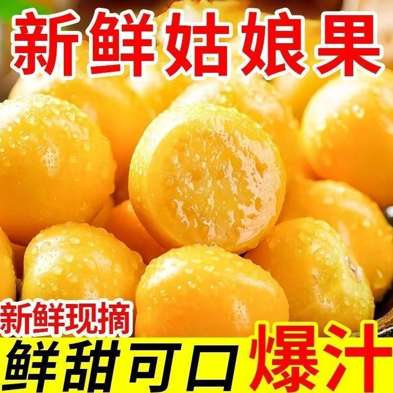 东北姑娘果新鲜采摘清甜多汁当季稀有水果灯笼果