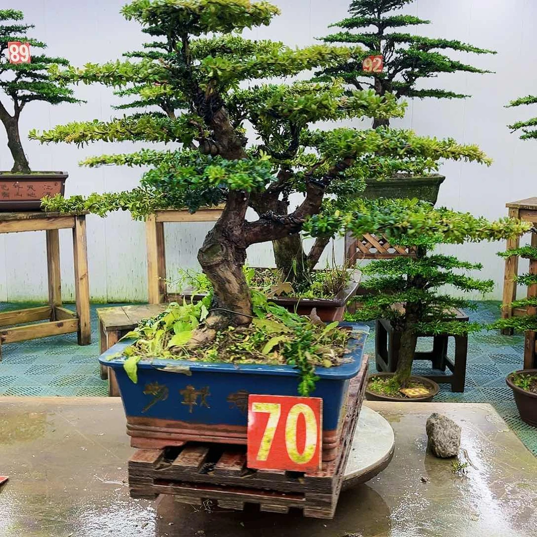完全开放罗汉松盆景艺术