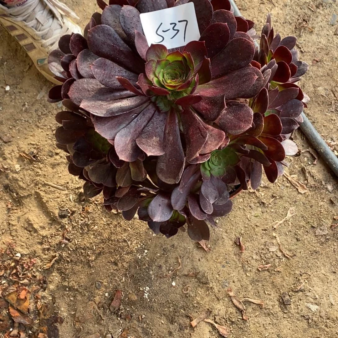 不开花植物赤燕莲多肉1颗多肉