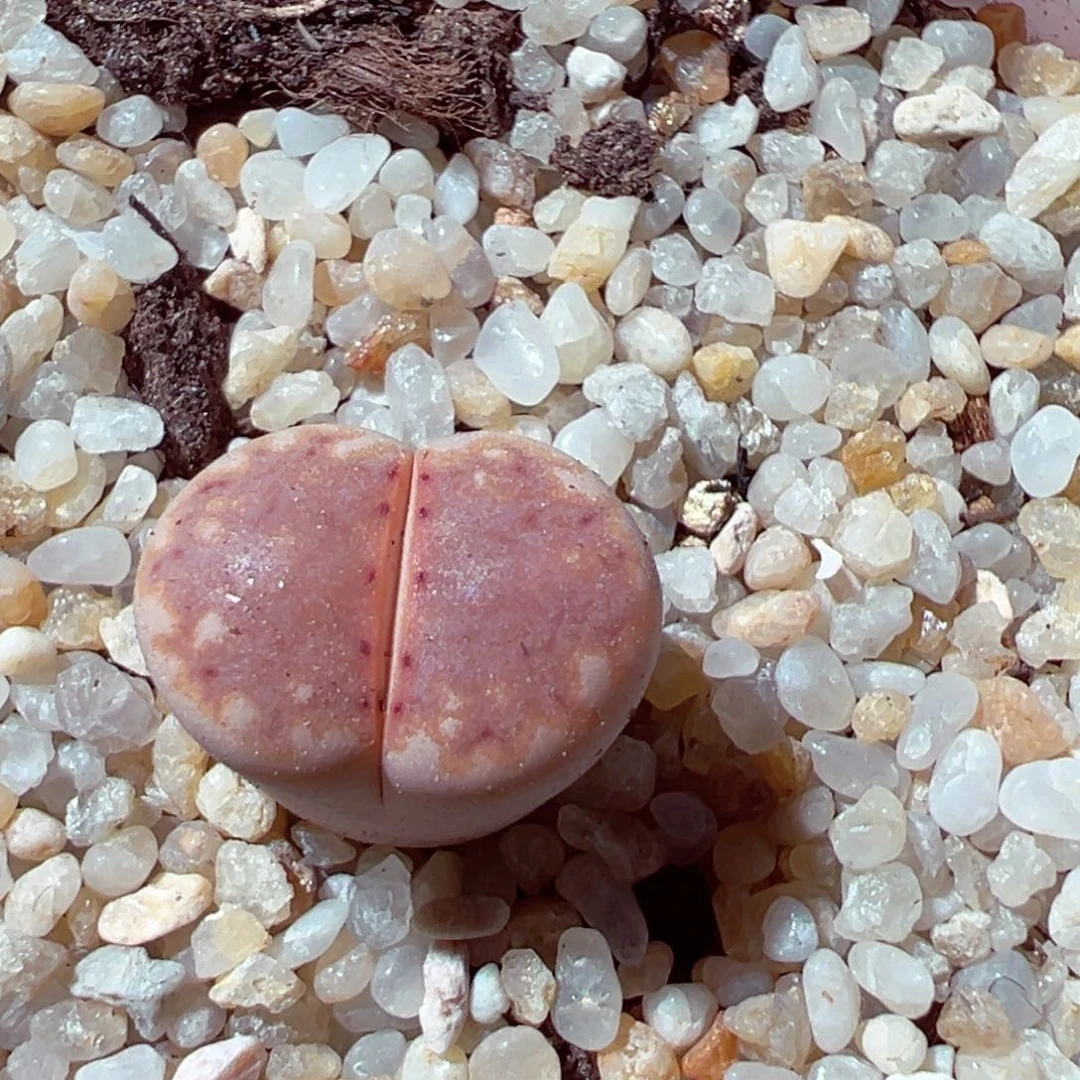 615-863多肉218a橙窗饼干