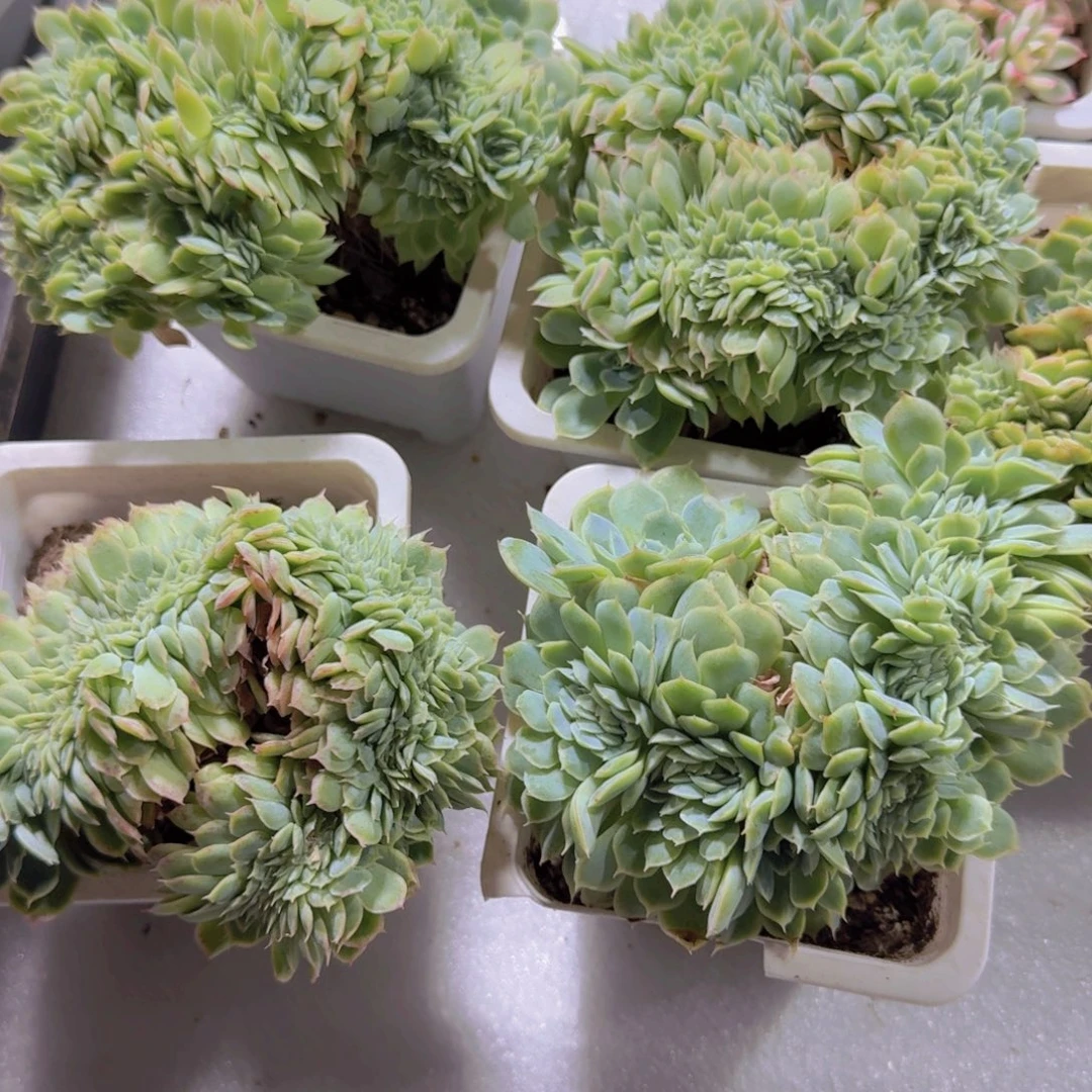 月影缀化处理福利