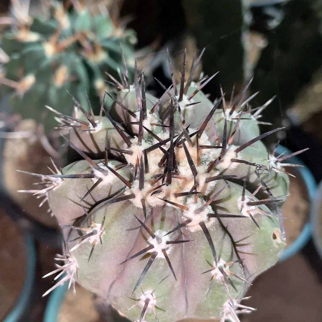 【闪购商品】袖蒲苗接黑王