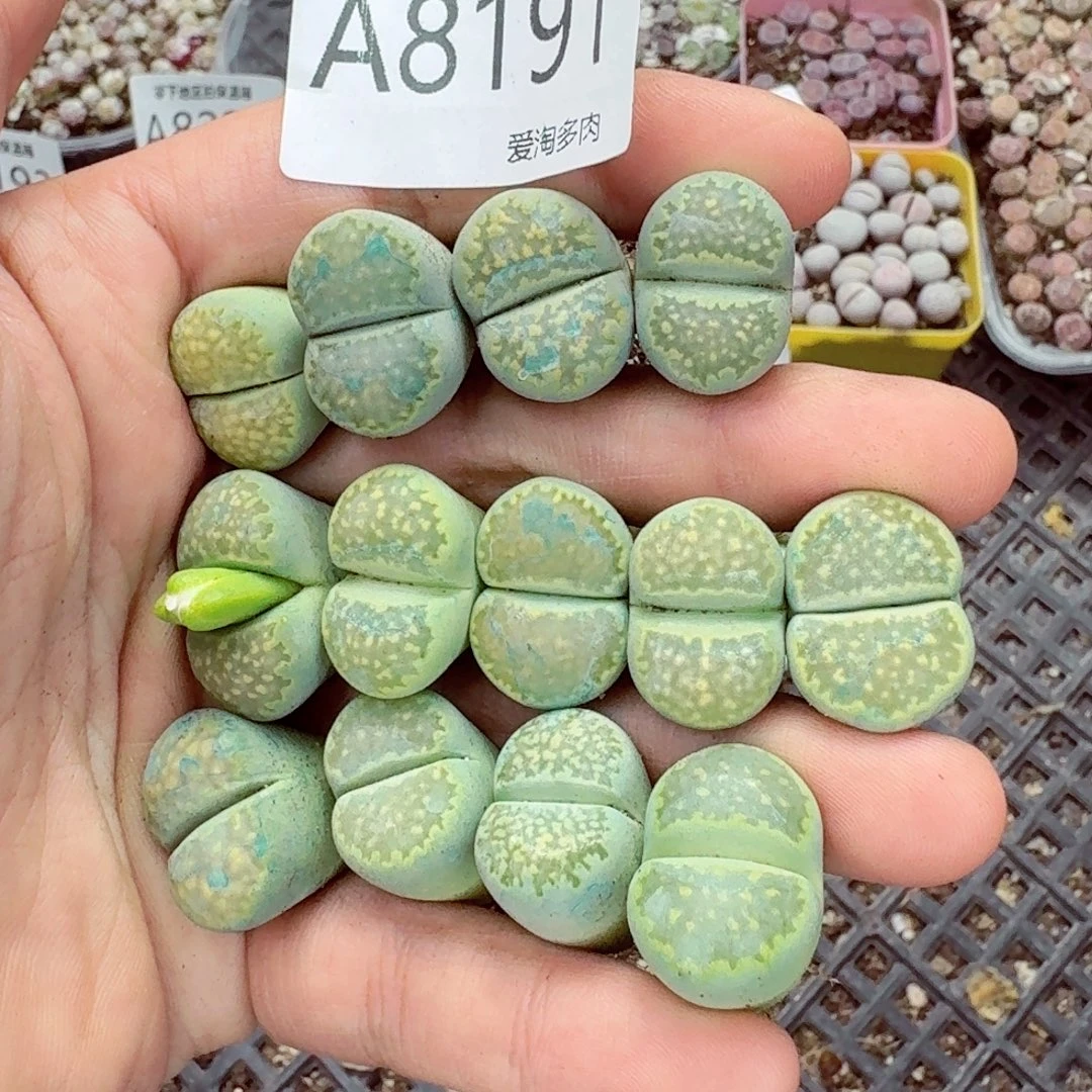 8191––零下地区需拍保温箱