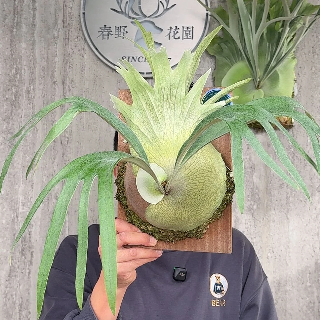 完全开放红雀鹿角蕨春野花园