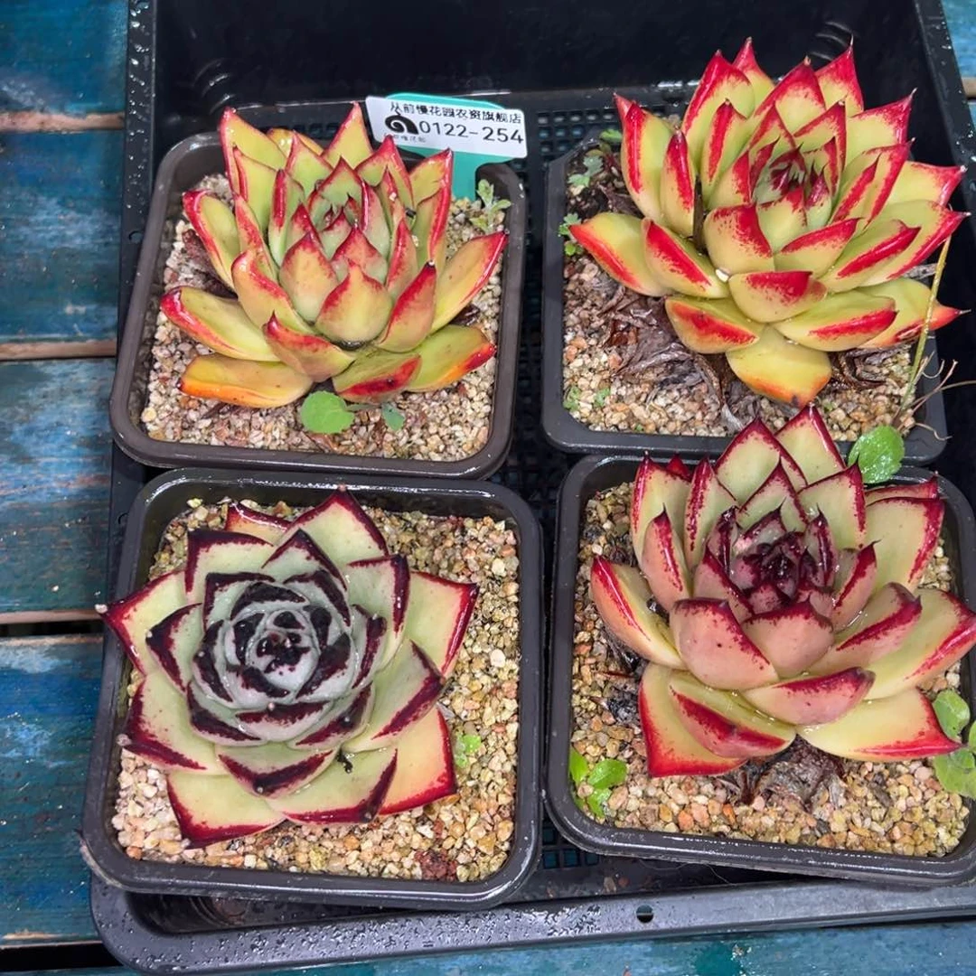 从前慢多肉精选编号0122.254