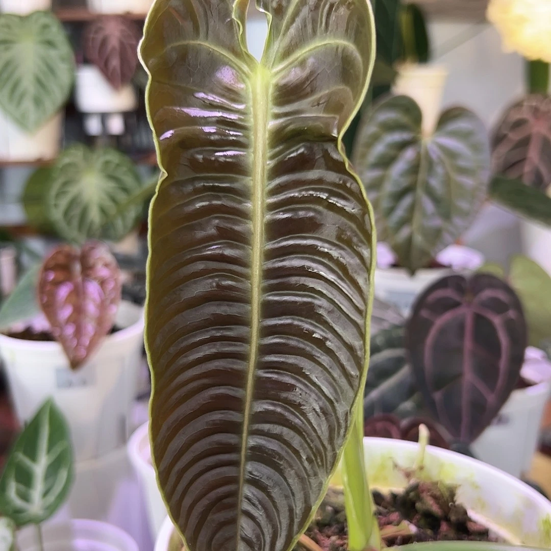 无花朵胡子的火鹤王15