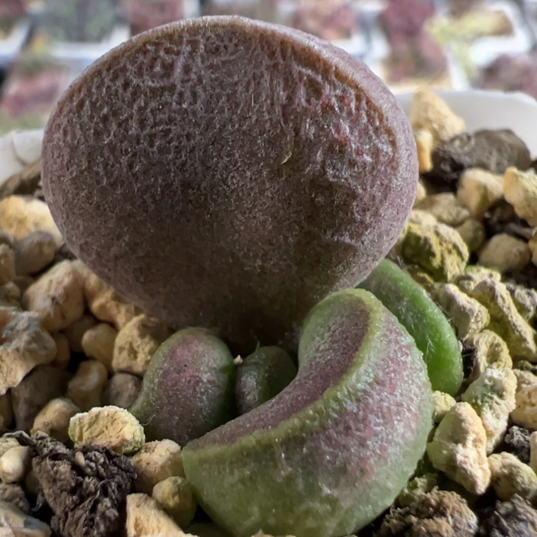 实生新品大苗多肉植物水泡