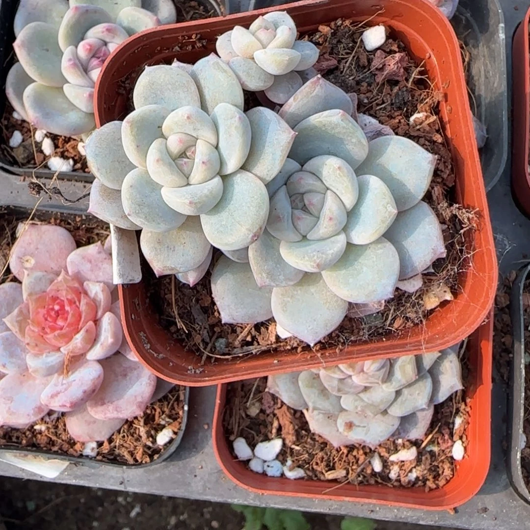 小卡拉米糖心一物一拍