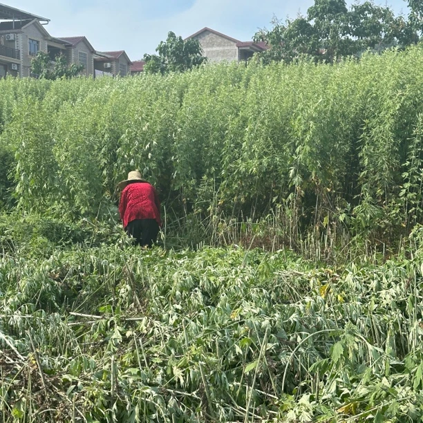 蕲州镇2025新艾叶艾绒可用于艾灸家用月子泡脚洗澡