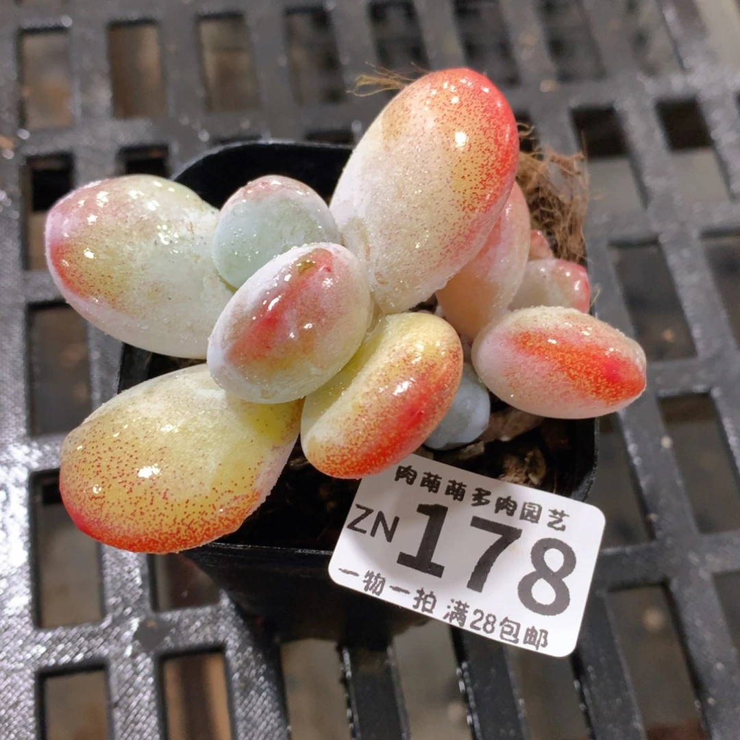 肉萌萌拇指盆精控多肉ZN178