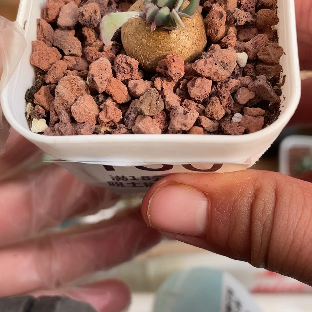 130格加厚盾菊块根植物