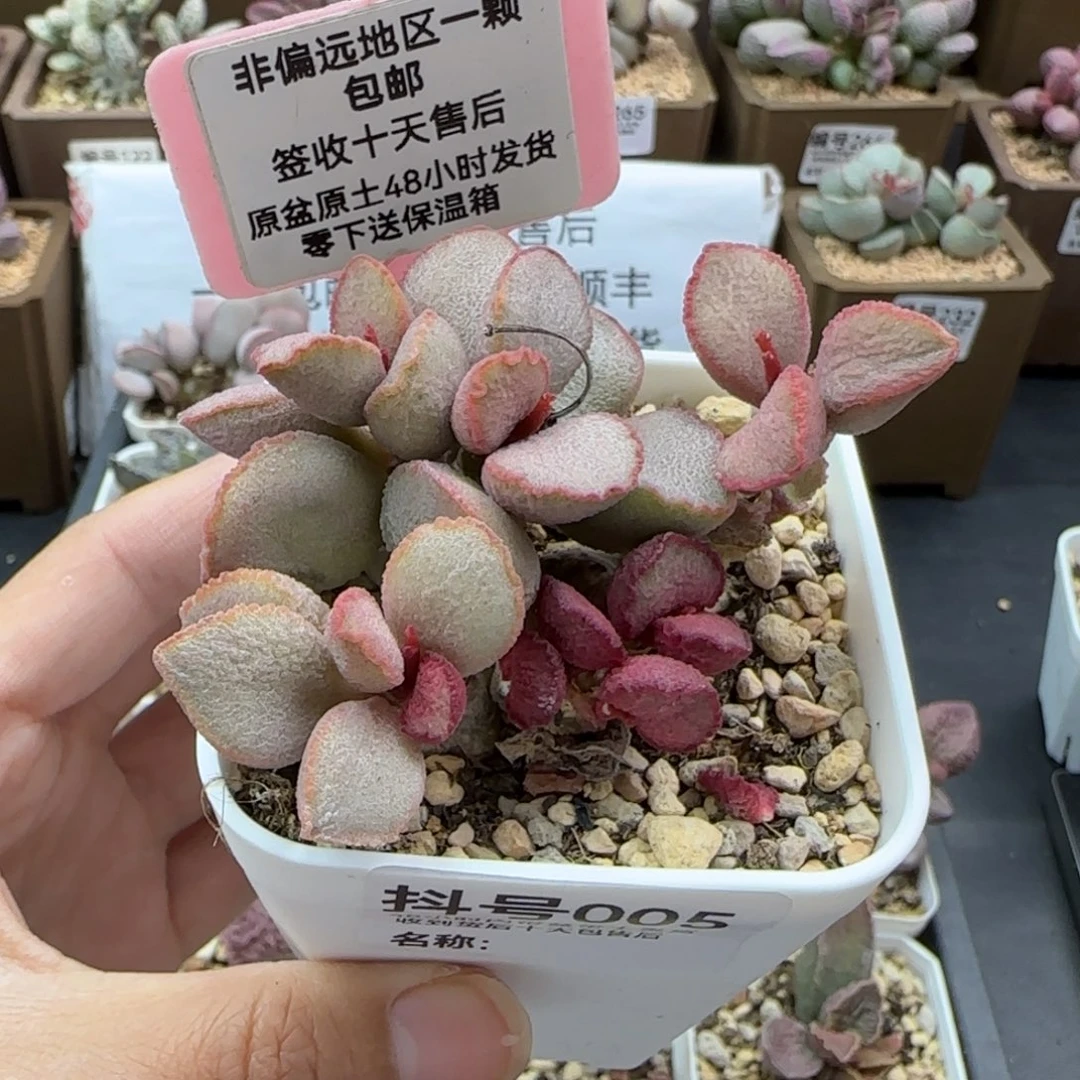 005妖姬多肉植物