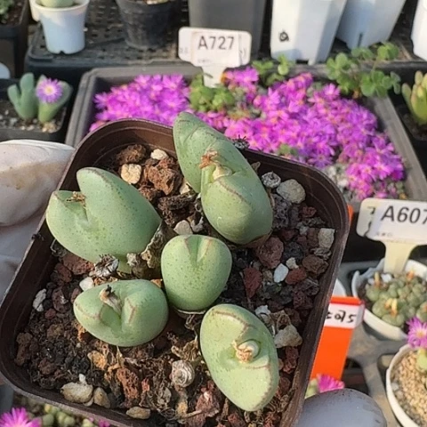 密密麻麻密密麻麻5063