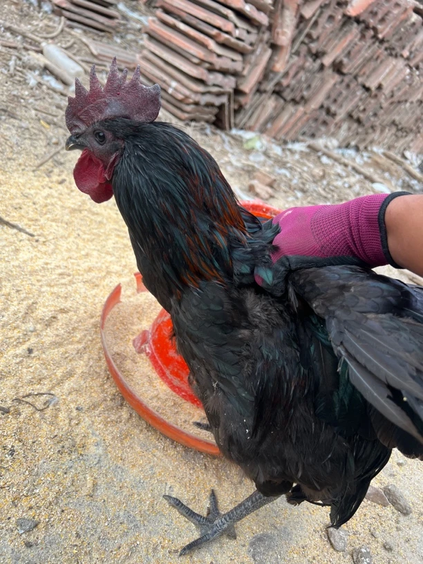 散养五黑 黑毛黑皮黑骨黑肉黑内脏5只1.5斤左右包邮