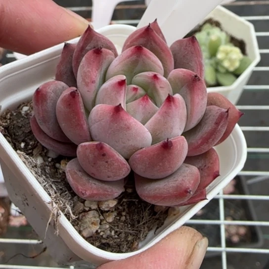 235号夜魔侠一物一拍多肉