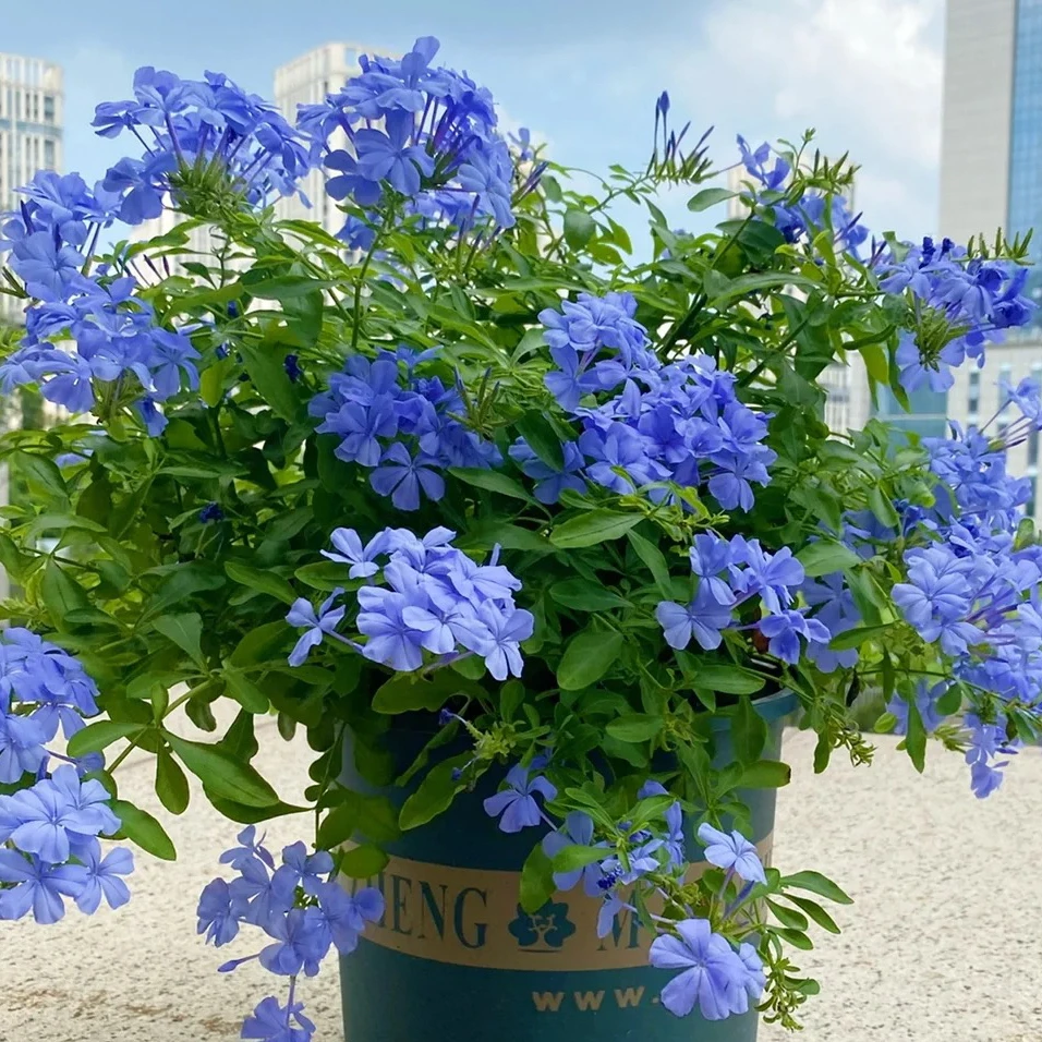 蓝雪花【一加仑】丛生盆栽庭院阳台爆花强花卉新手易养护生花苞发货