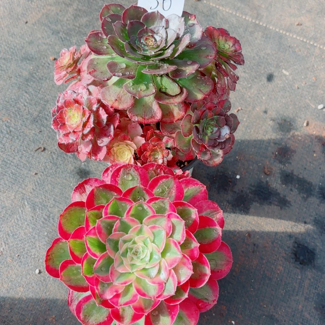 一物一拍多肉法师36