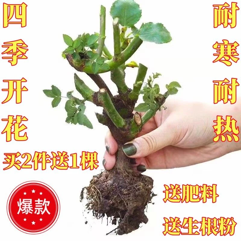 玫瑰老桩四季开花浓香月季花月季爬藤庭院盆栽室外大花绿植净化
