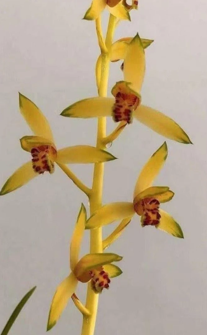 精品兰花花卉一物一拍链接